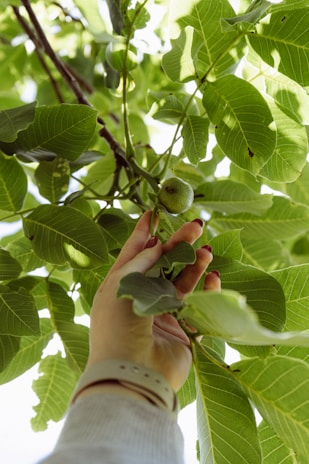 Close-up of ripe fruits being hand-picked from a lush farm.