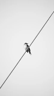 a black and white photo of a bird on a wire