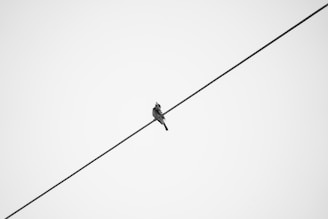 a bird sitting on top of a power line