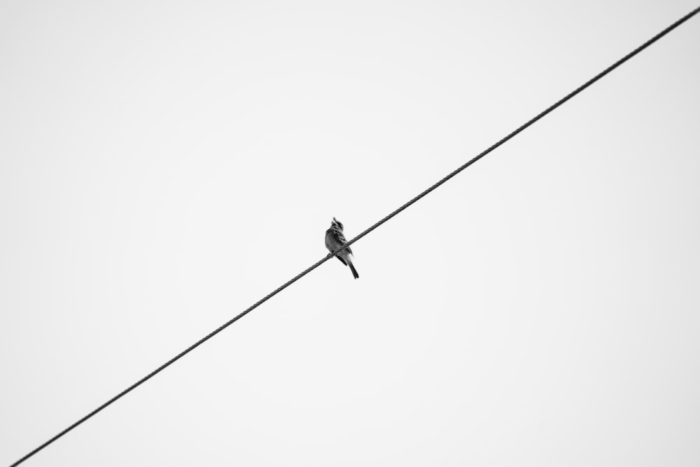 a bird sitting on top of a power line