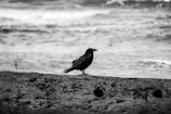 A solitary bird, possibly a crow or raven, is perched on a weathered log near the shore. The background features a body of water with gentle waves, creating a moody atmosphere.
