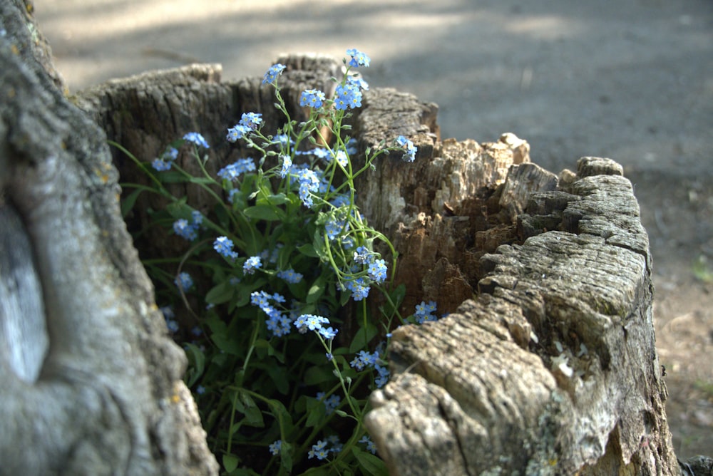 a bunch of blue flowers growing out of a tree stump