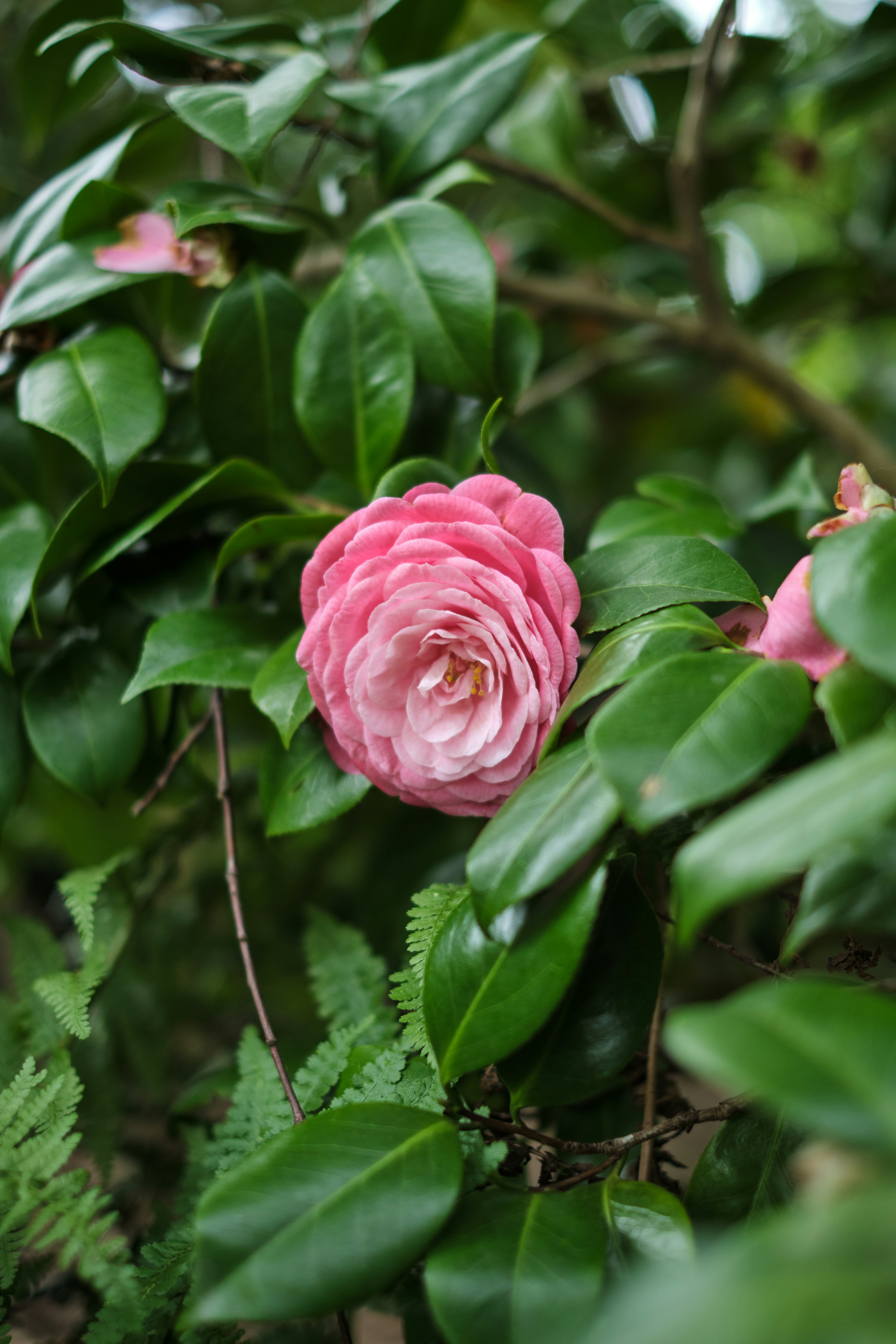 Photo by frostroomhead