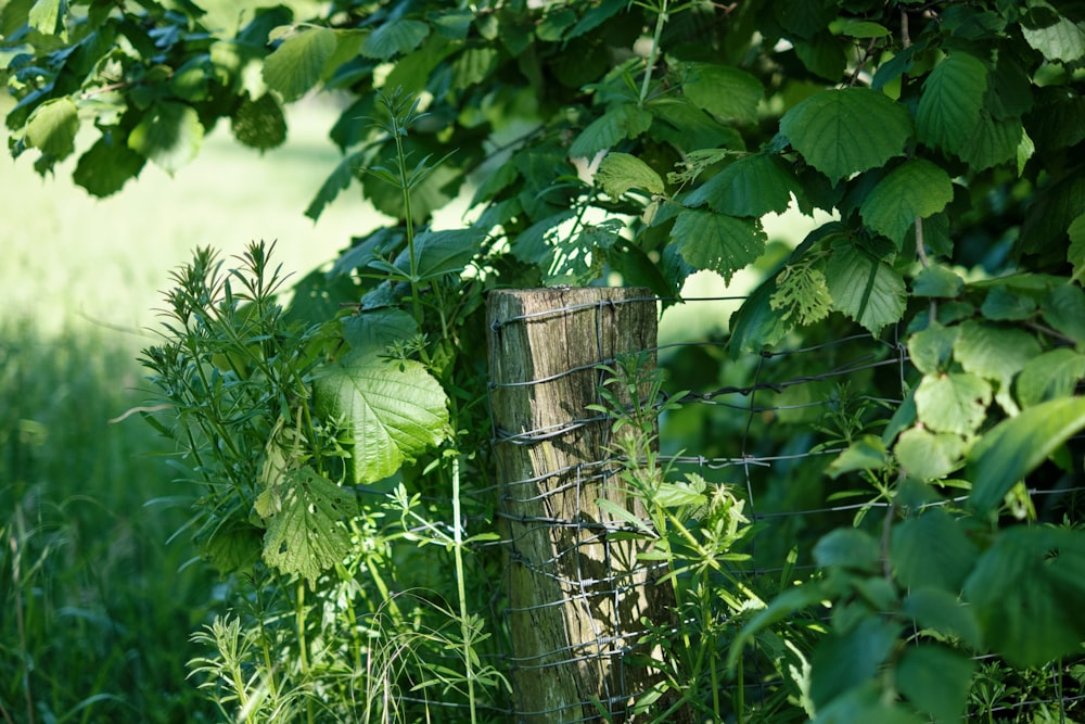 a wooden post in the middle of a lush green field