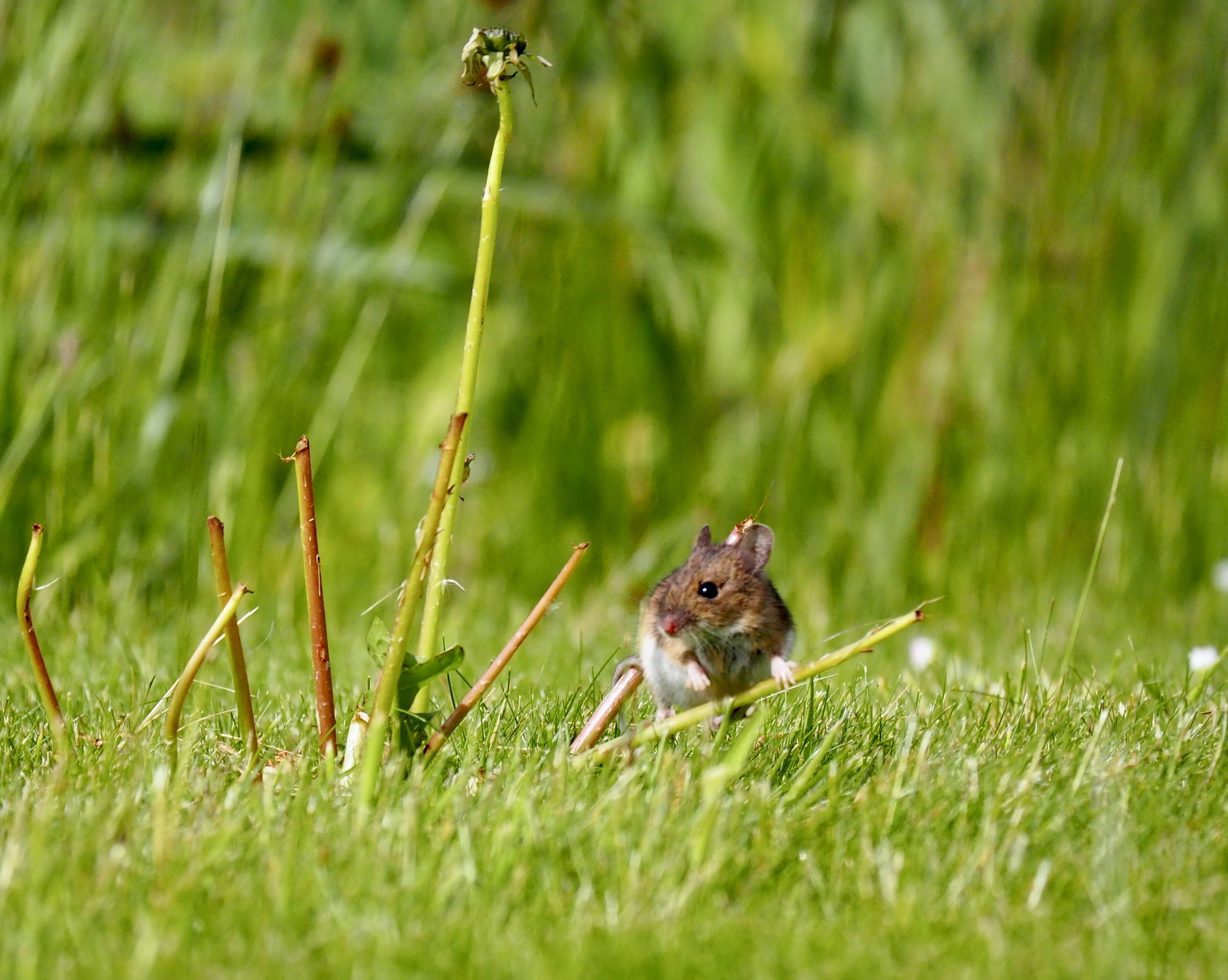 Northern Meadow Jumping Mouse
