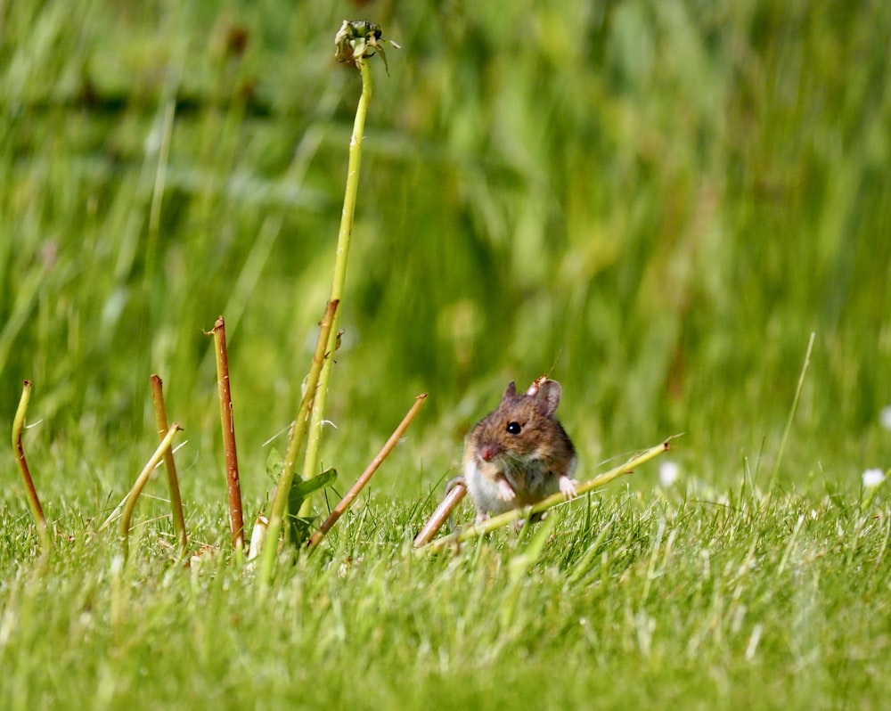 a small rodent sitting in the grass