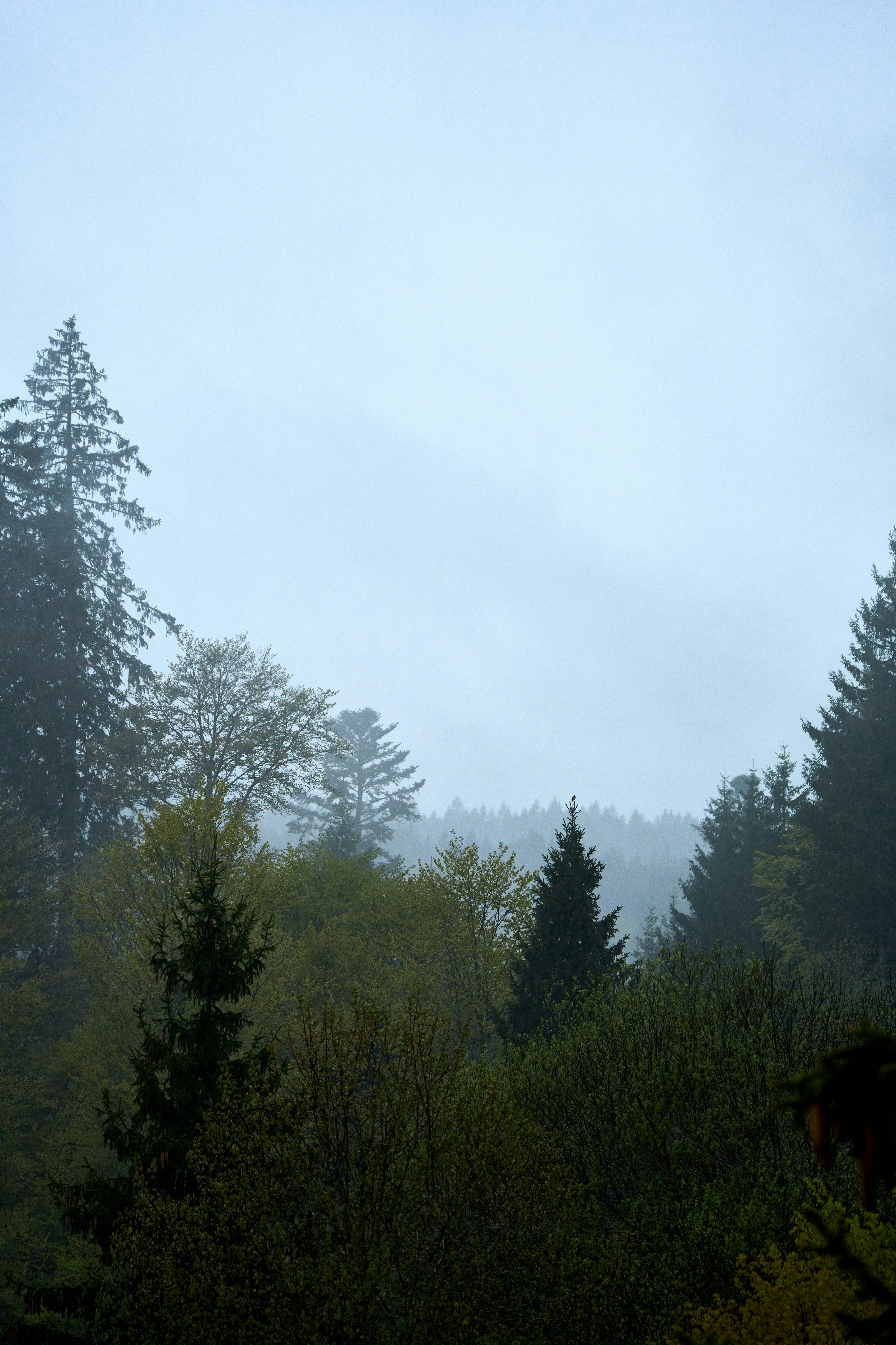 Photo by wolfgang_hasselmann