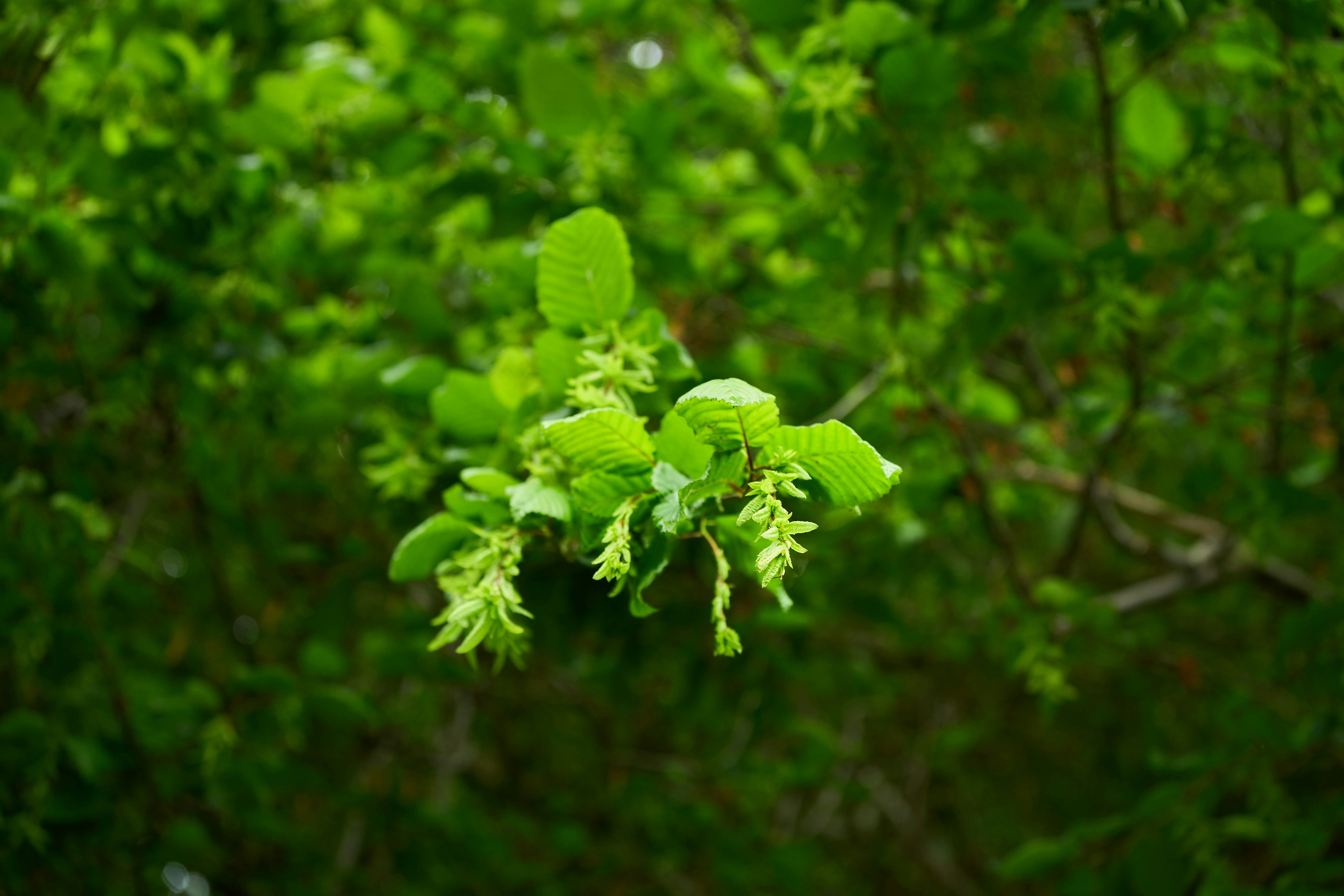 Photo by wolfgang_hasselmann