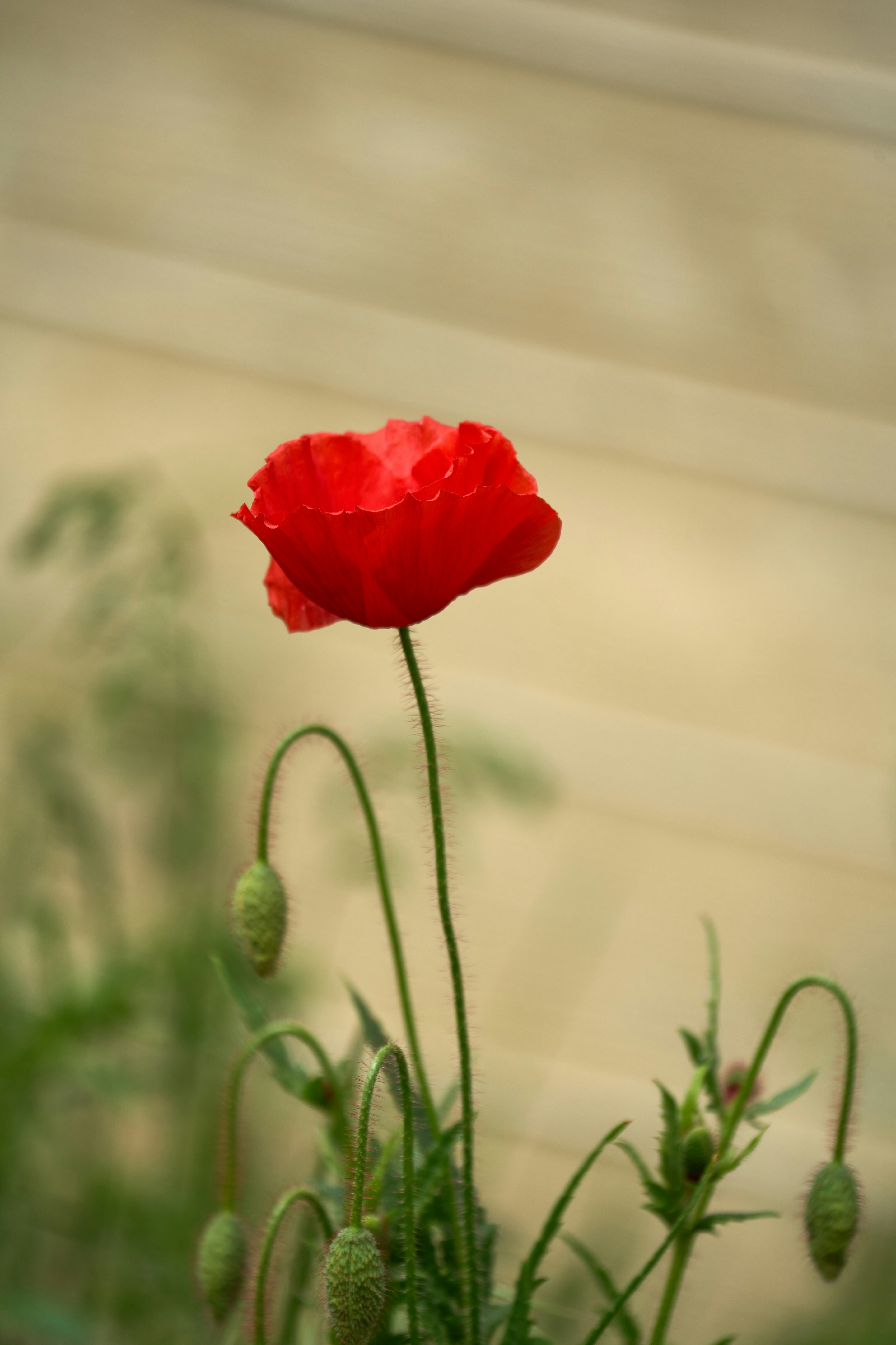 Photo by wolfgang_hasselmann