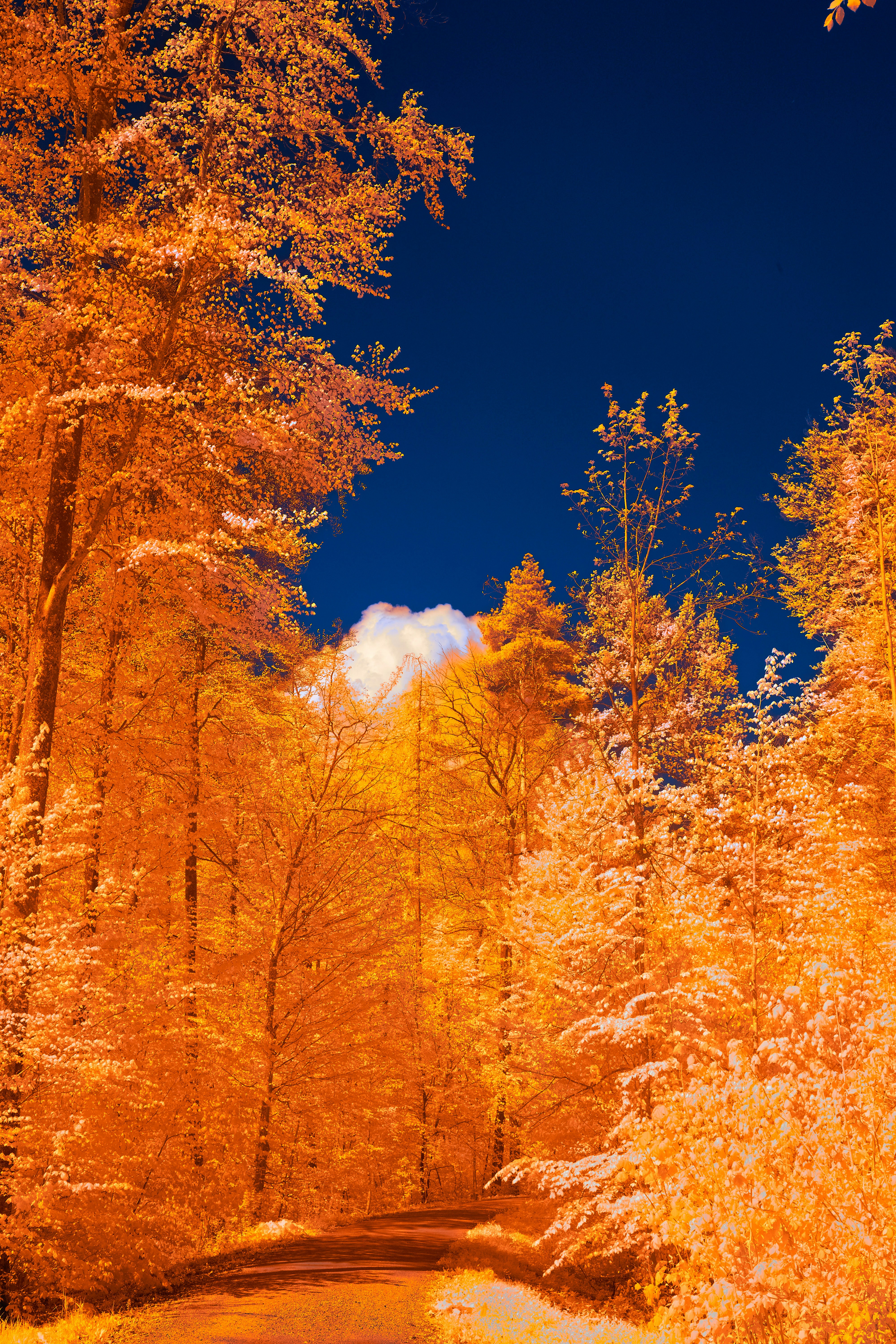 Photo by wolfgang_hasselmann