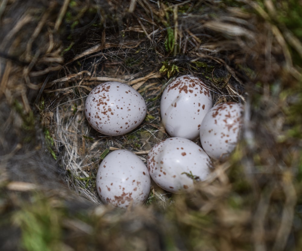 a group of white eggs sitting in a nest