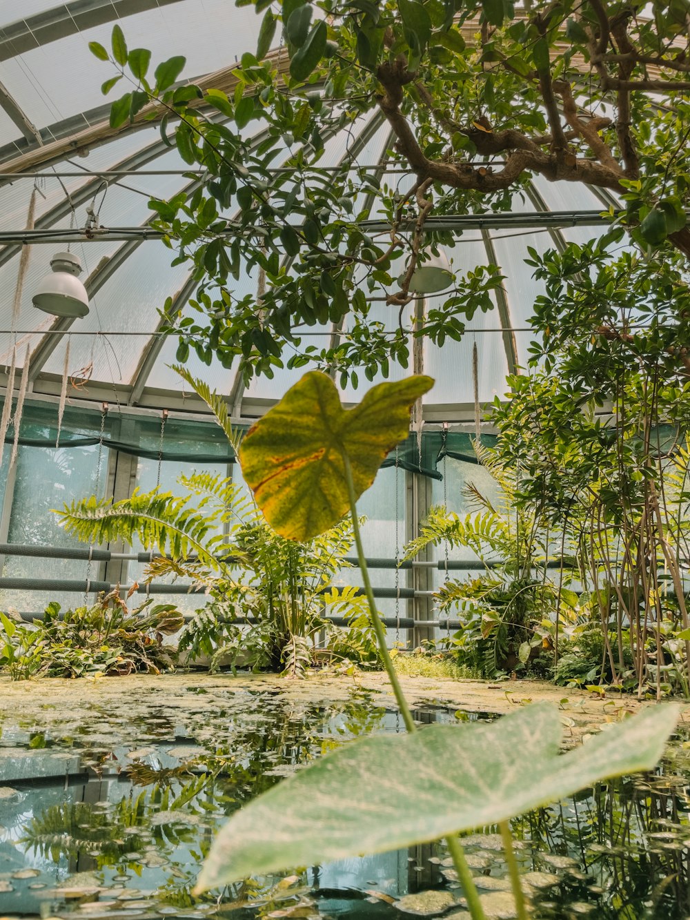 a green house with a pond inside of it