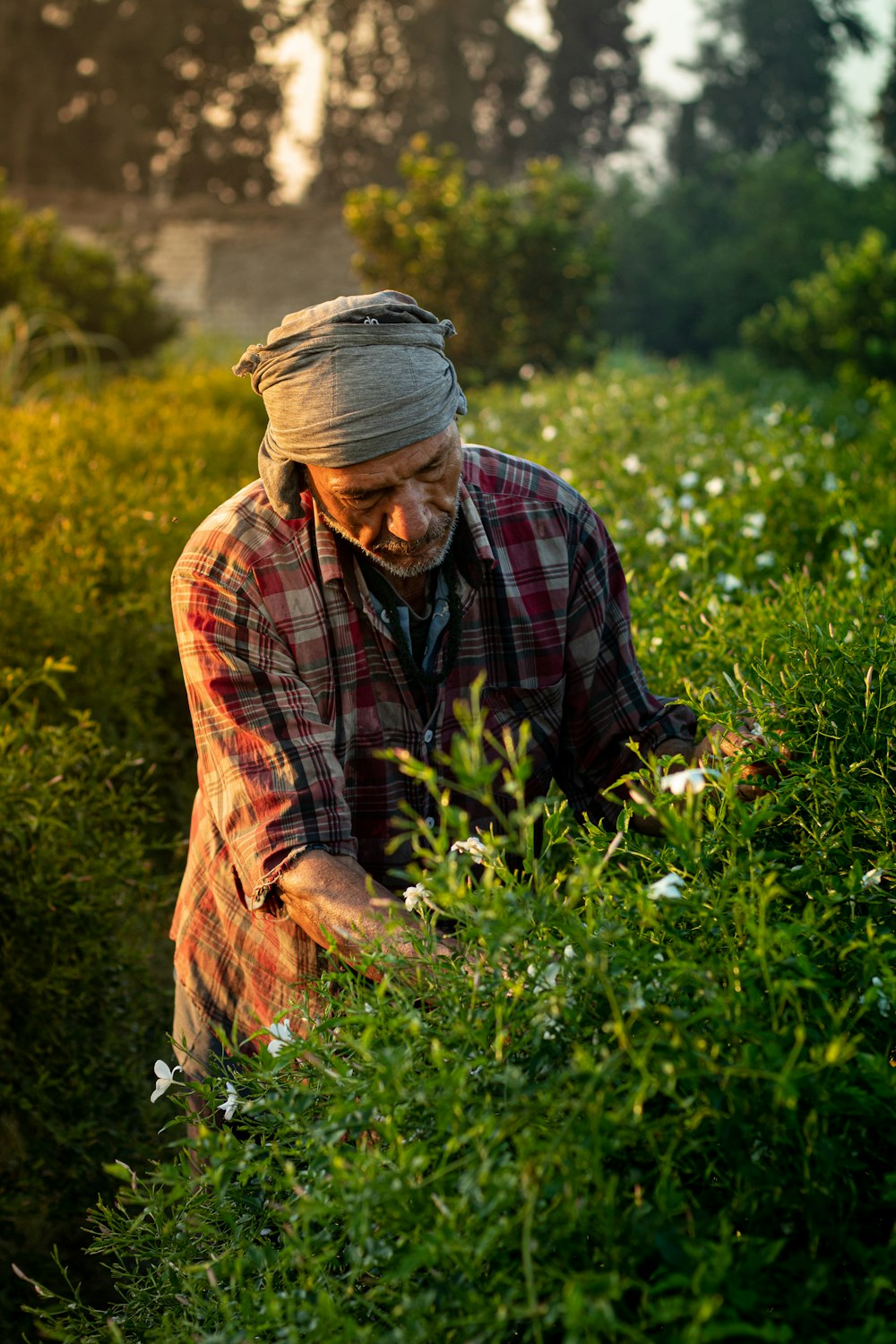 a man in a turban picking flowers in a field