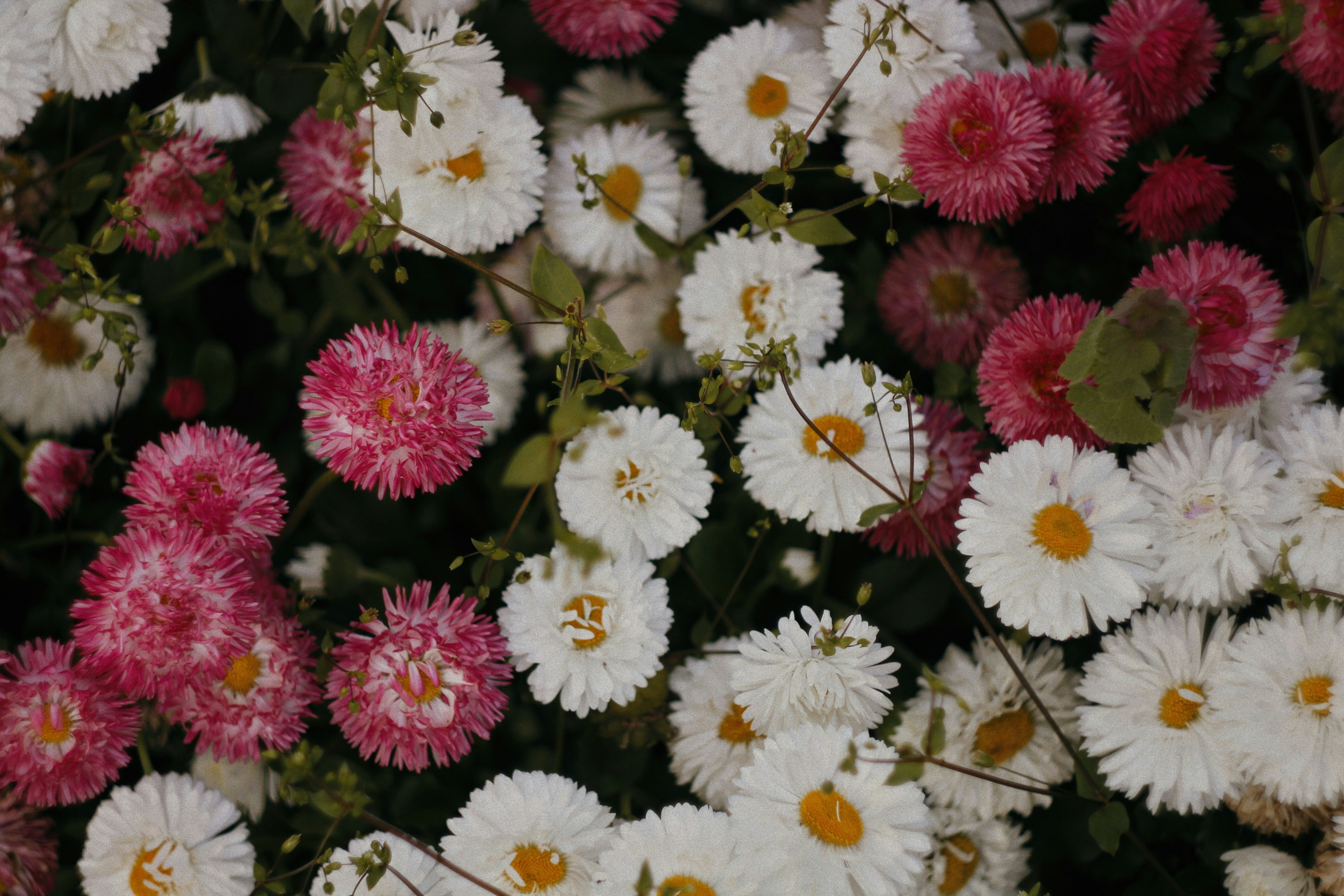 白とピンクの花の束を一緒に