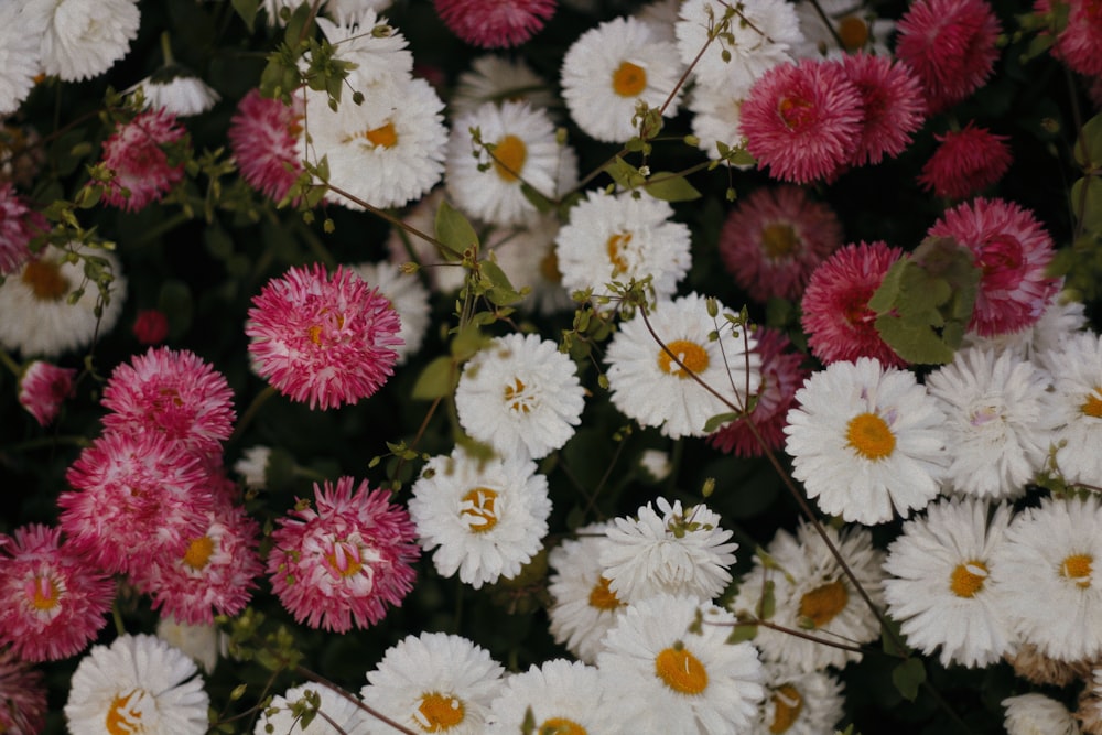 a bunch of white and pink flowers together