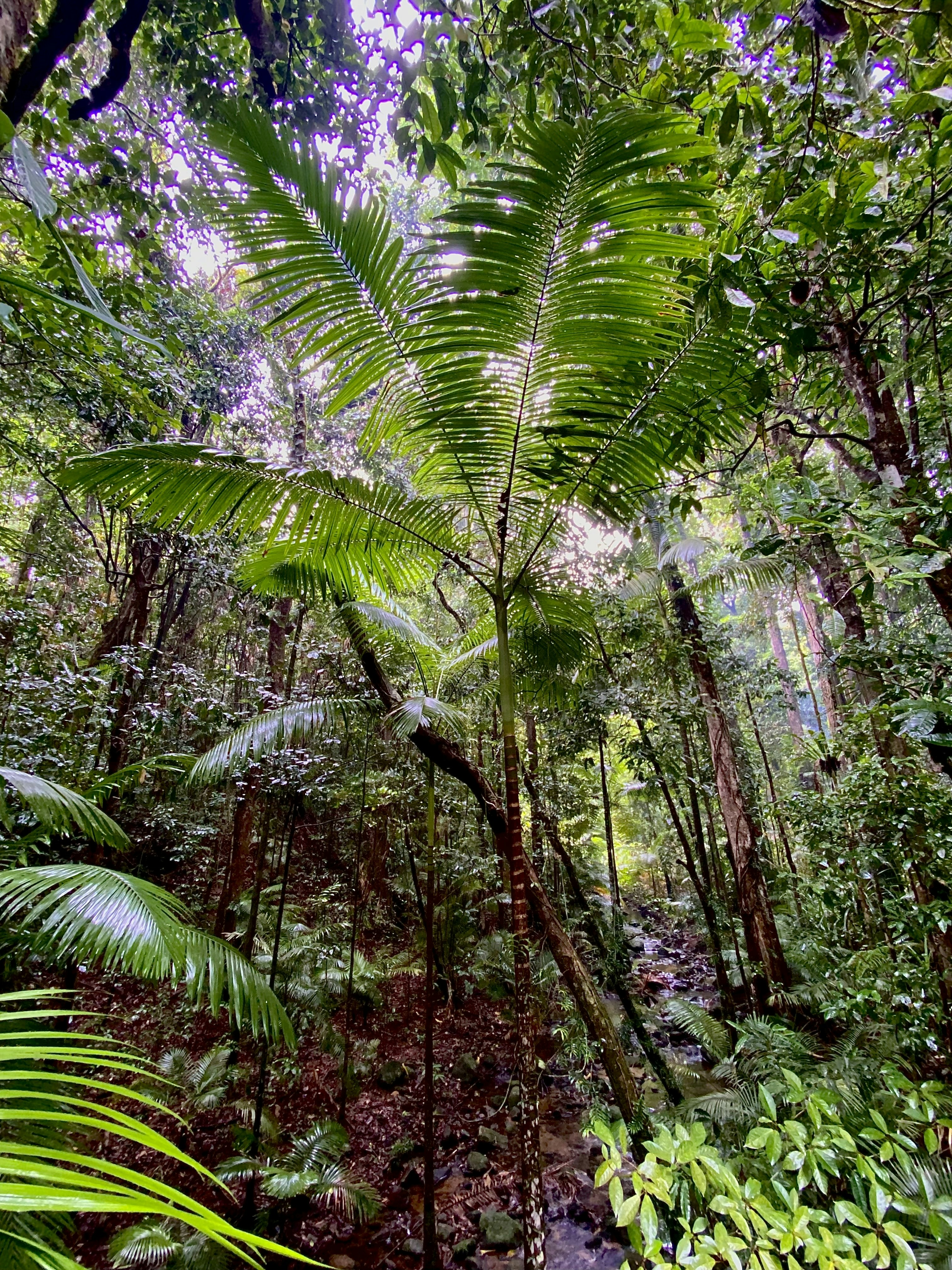 a lush green forest filled with lots of trees