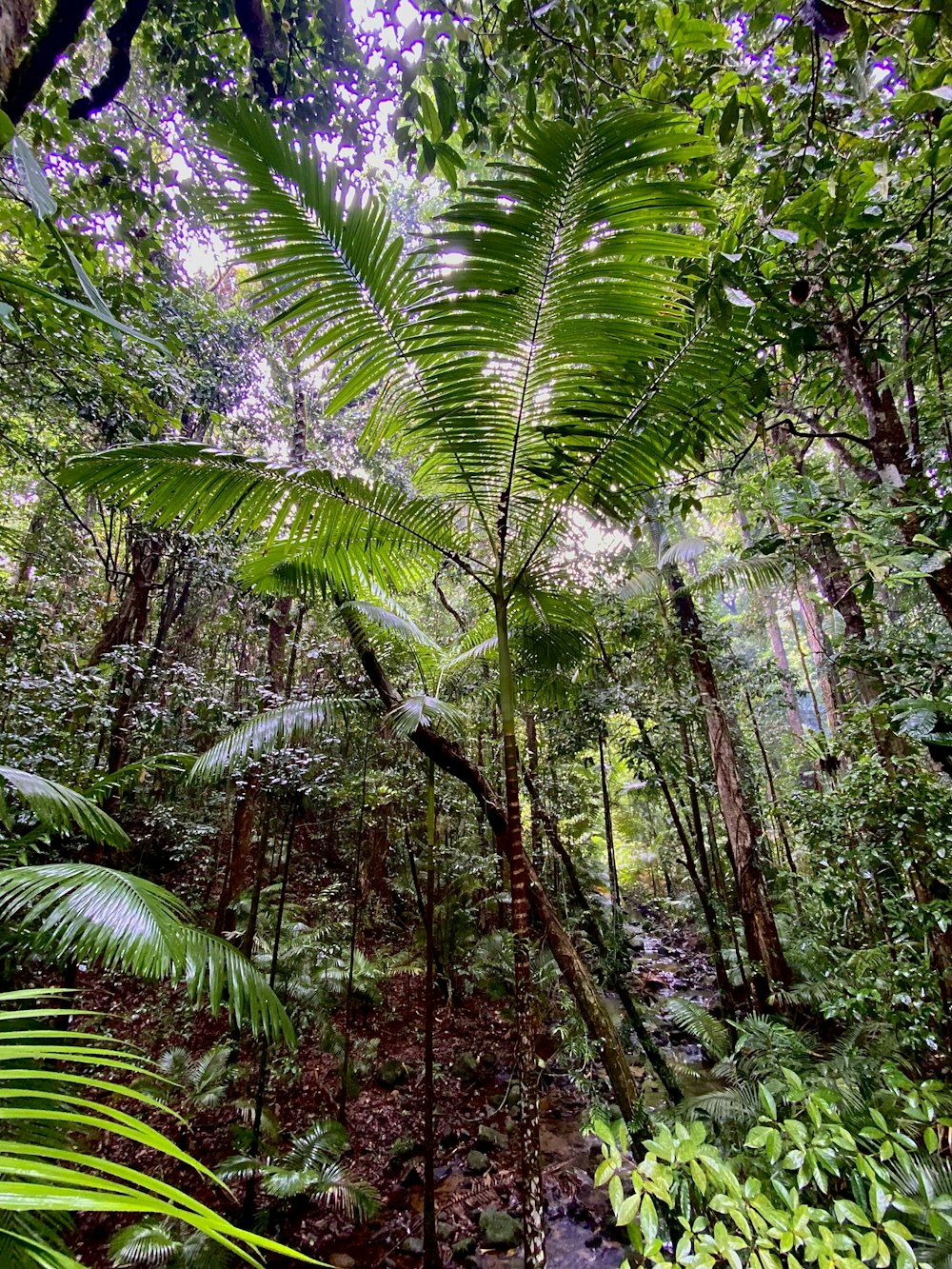 a lush green forest filled with lots of trees