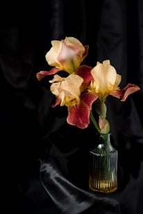 A vase with elegantly arranged iris flowers in shades of cream and deep burgundy, set against a dark, silky backdrop which accentuates their colors and textures.