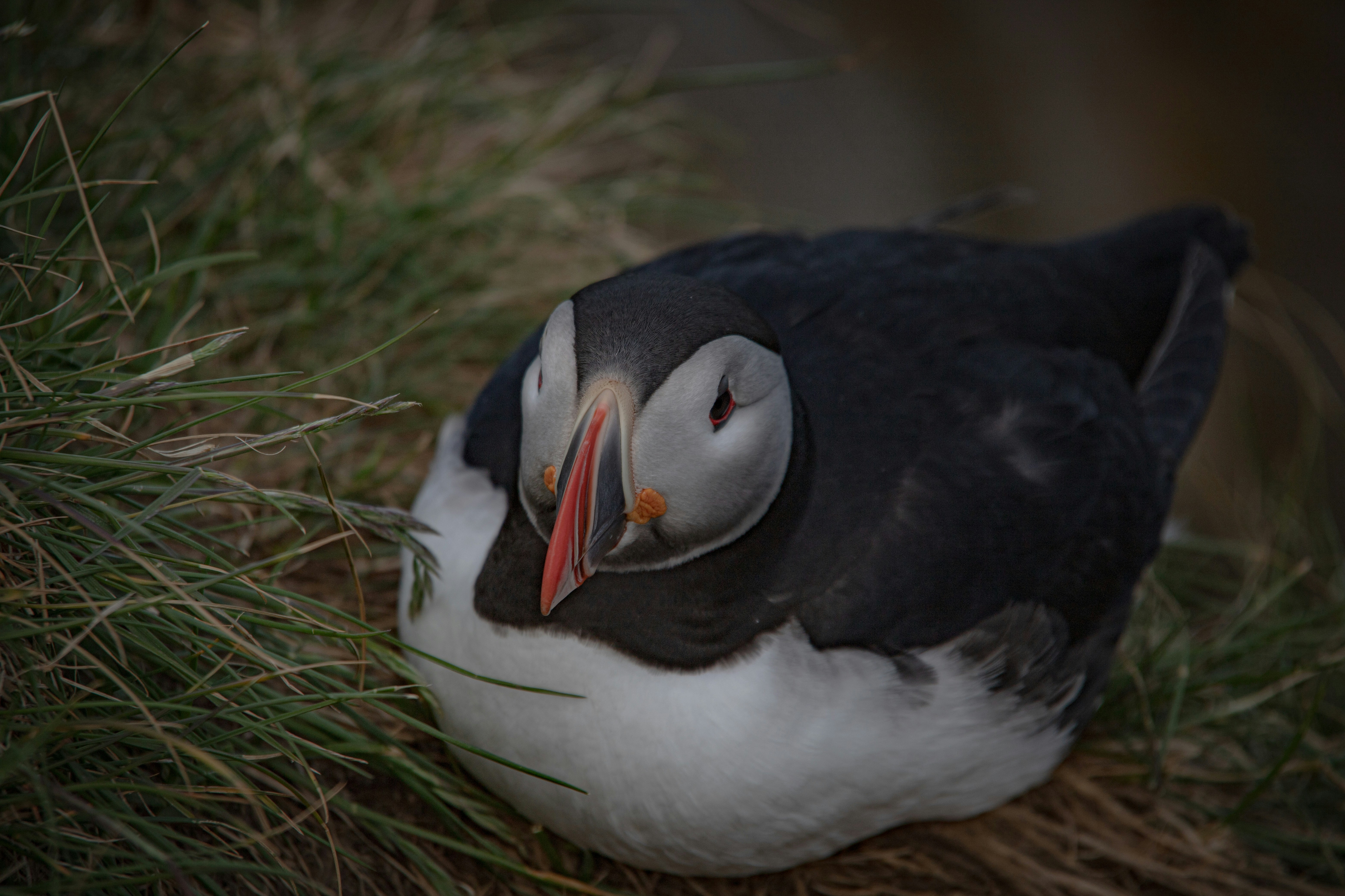 Un uccello bianco e nero con un becco rosso