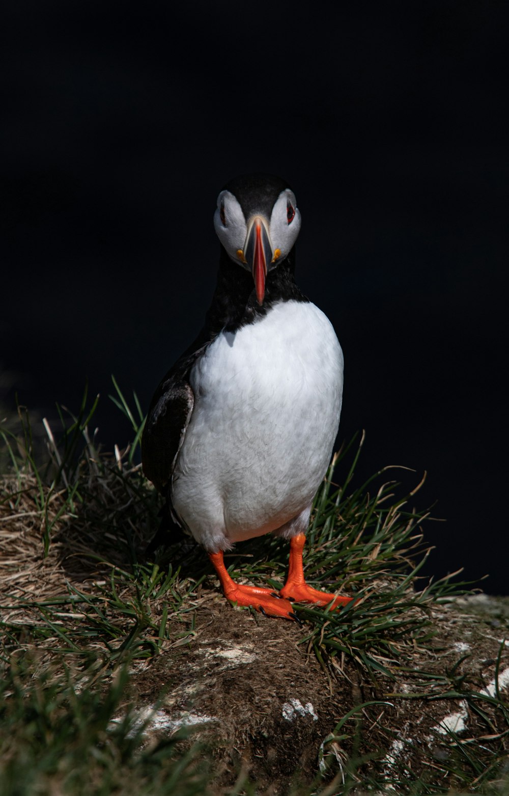 a white and black bird with an orange beak