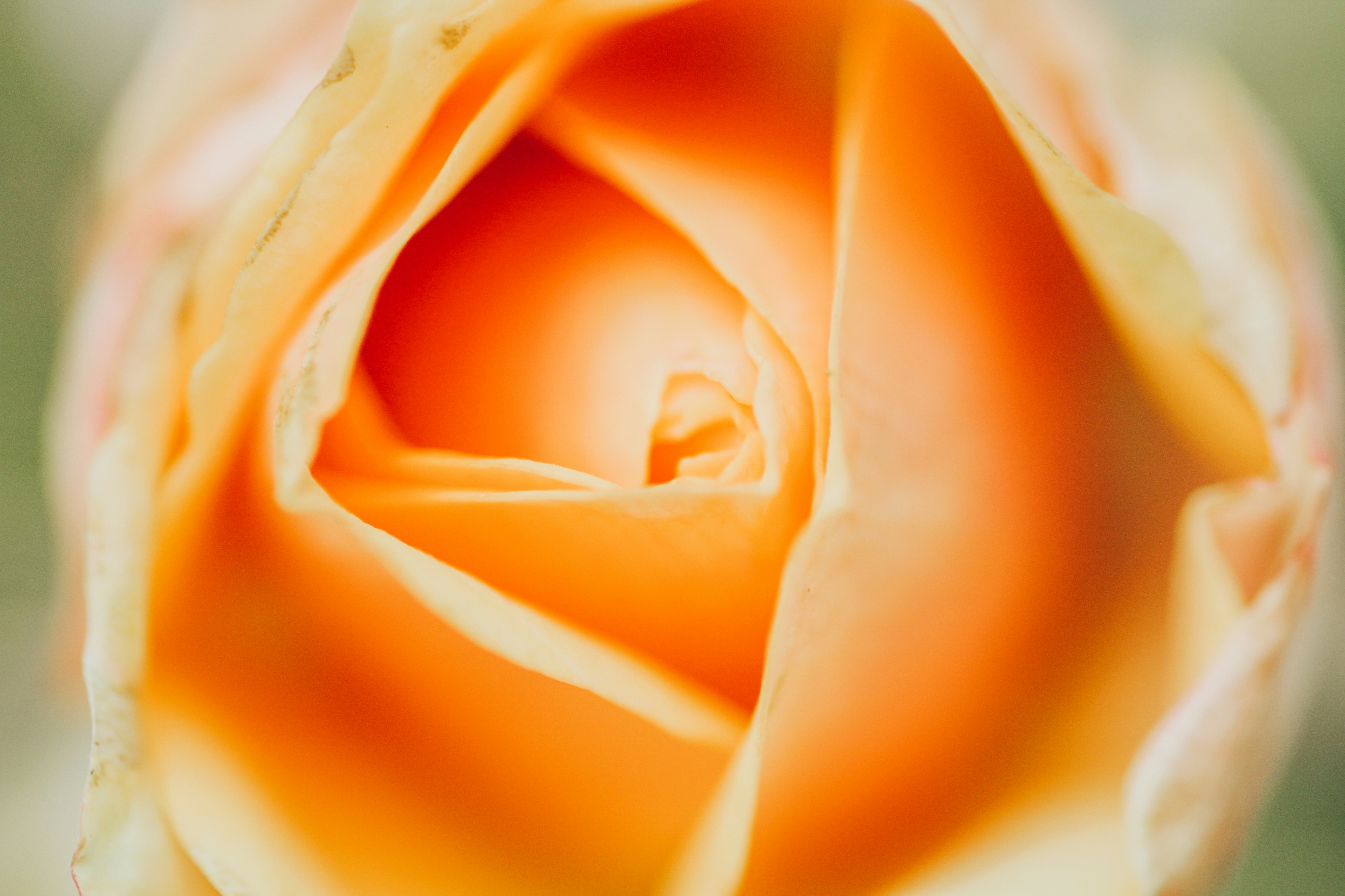 Photo by giorgiotrovato