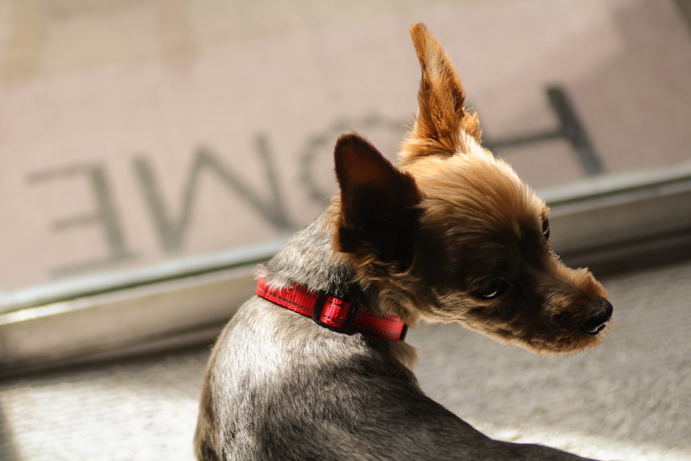 a small brown and black dog sitting next to a window