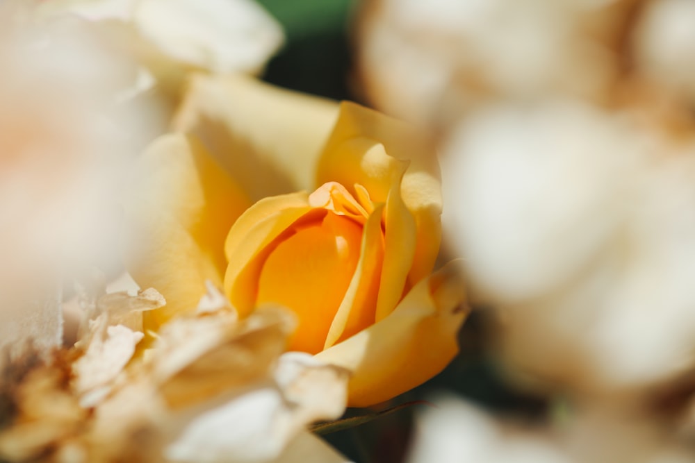 a close up of a yellow and white rose