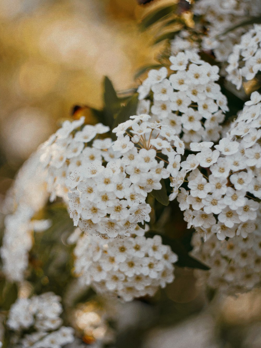 ein Strauß weißer Blumen, die auf einem Baum stehen