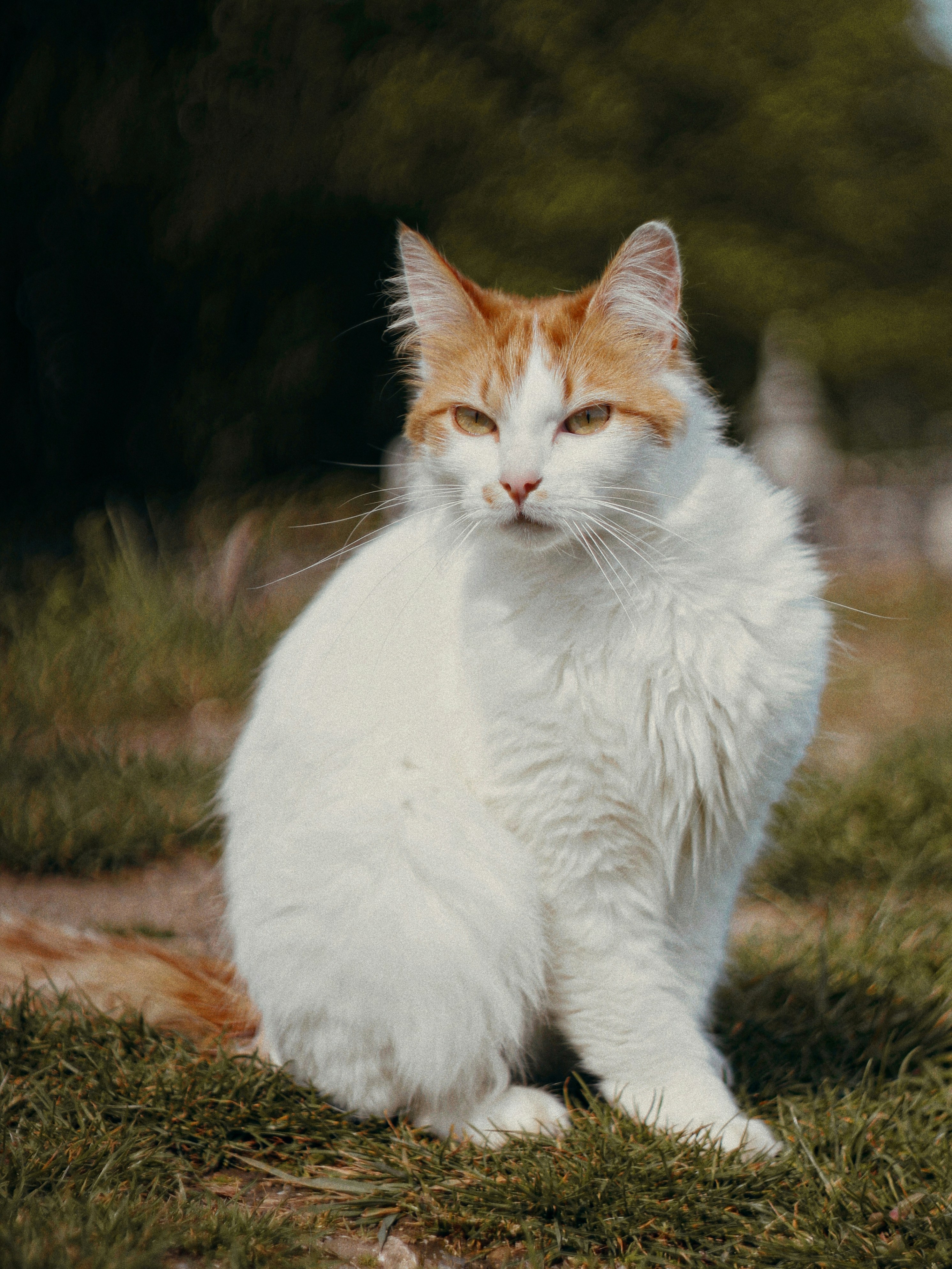 Photo by dearsunflower