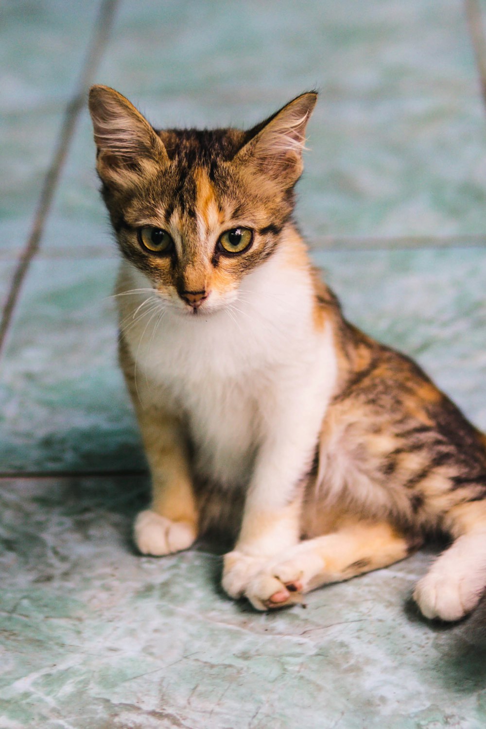 a small kitten sitting on a tiled floor