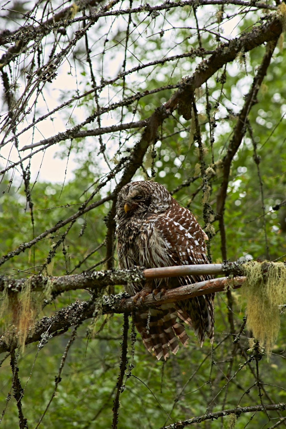 an owl perched on a branch in a tree