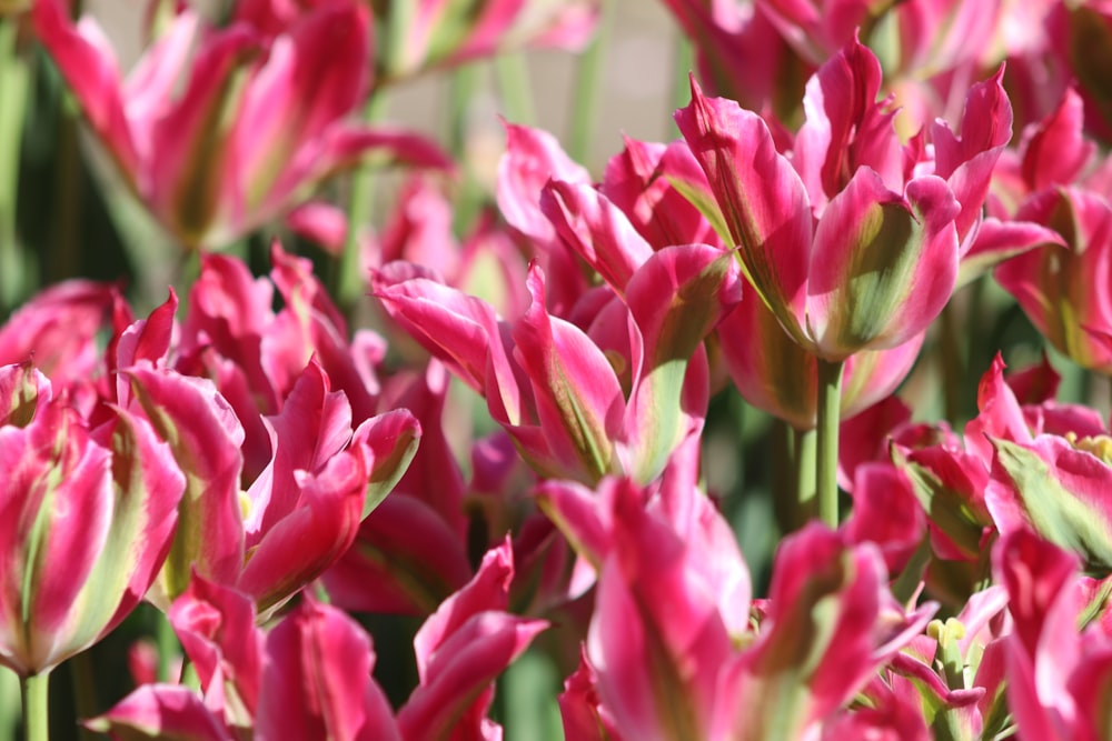 a close up of a bunch of pink flowers