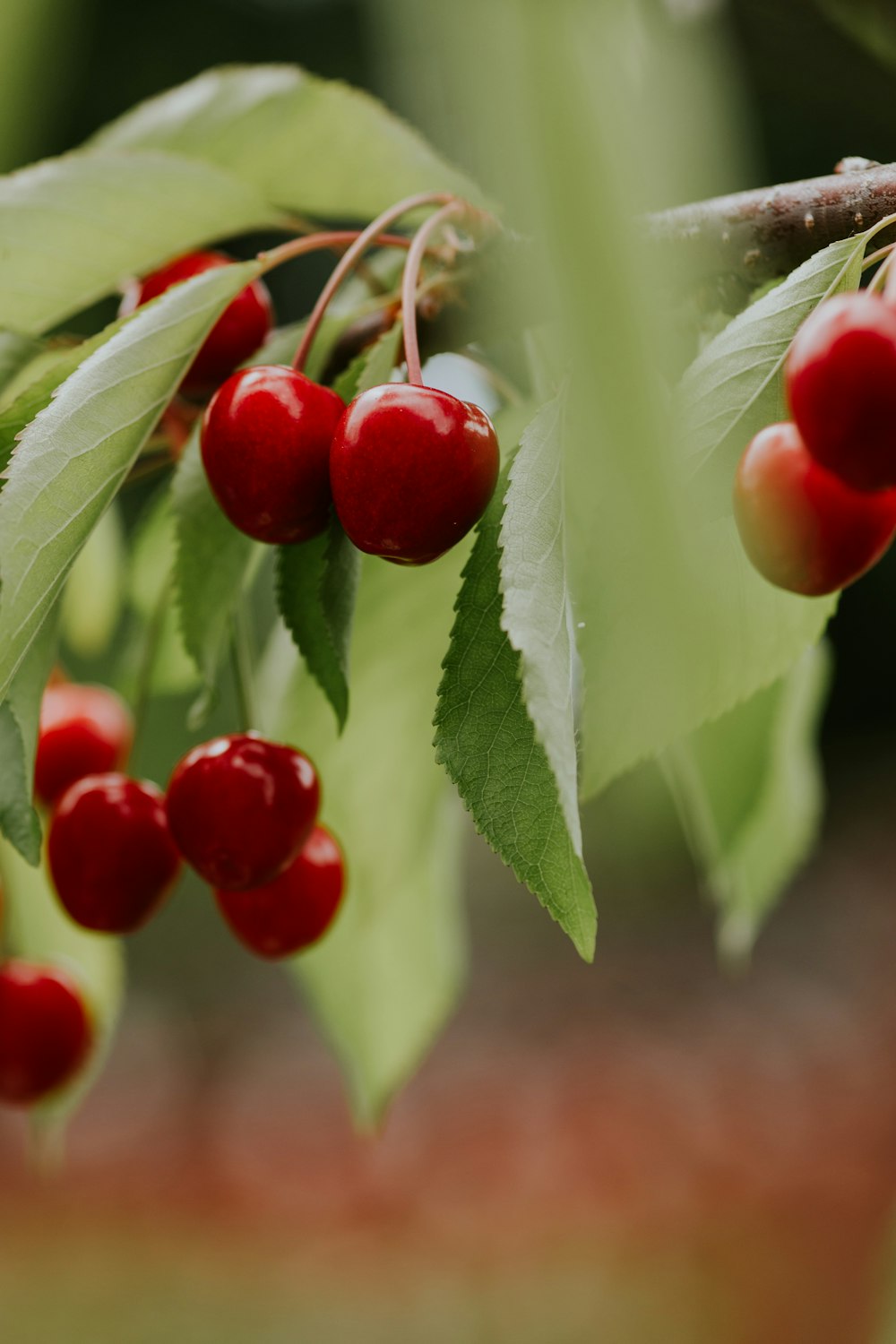 a bunch of cherries hanging from a tree