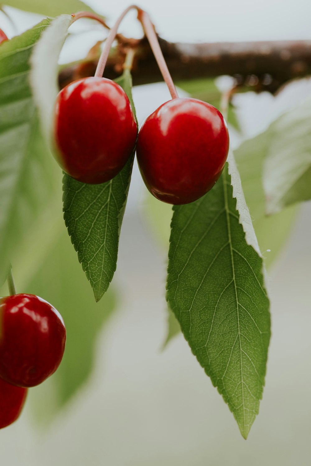two cherries hanging from a branch with leaves