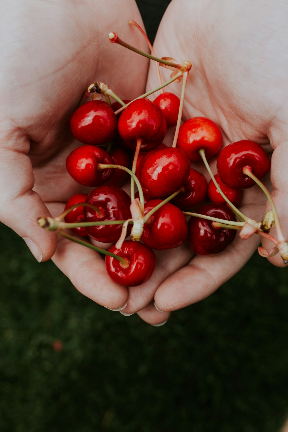 a person holding a bunch of cherries in their hands