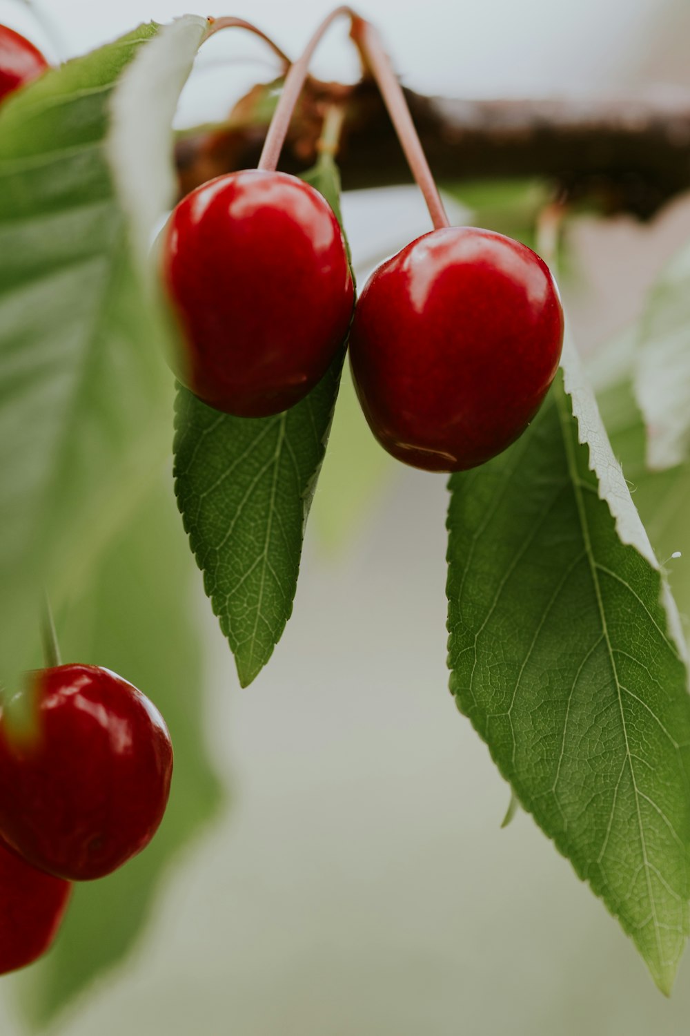 two cherries hanging from a tree with green leaves