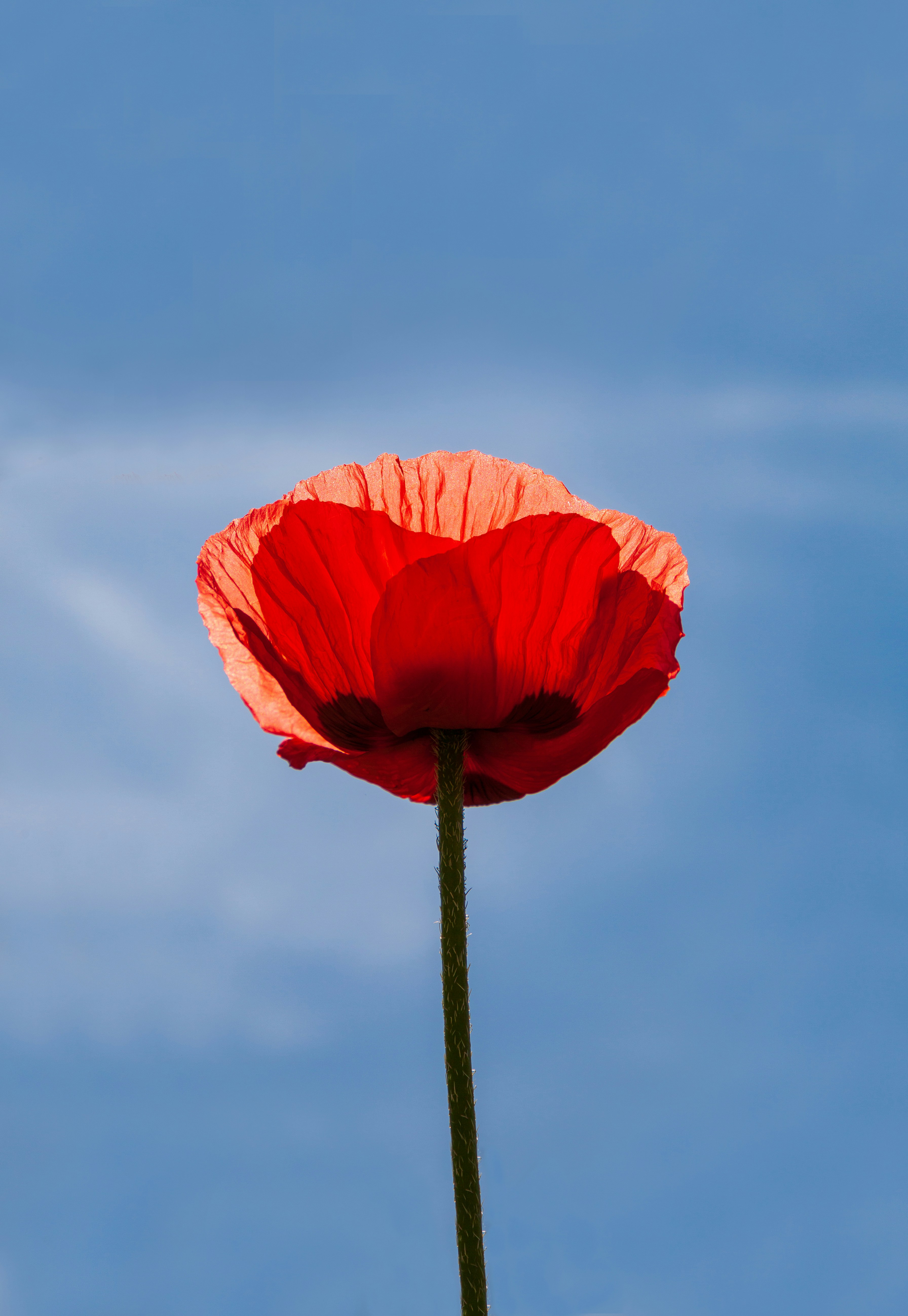 Uma grande flor vermelha com um céu azul no fundo foto – Imagem grátis  sobre Vermelho na Unsplash, image size:3000x4348