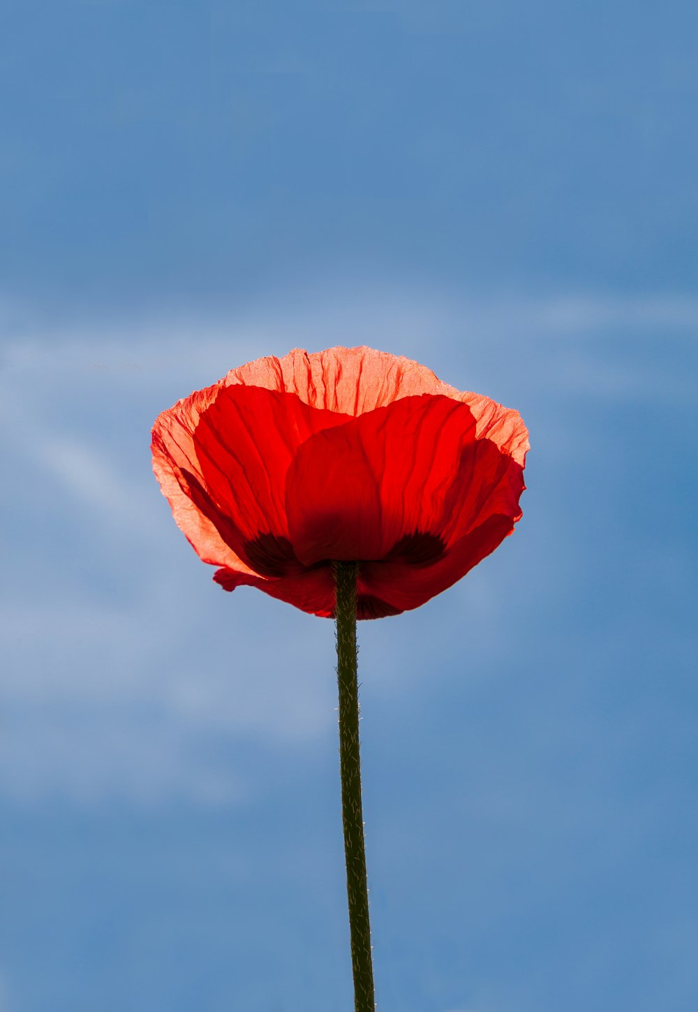a large red flower with a blue sky in the background
