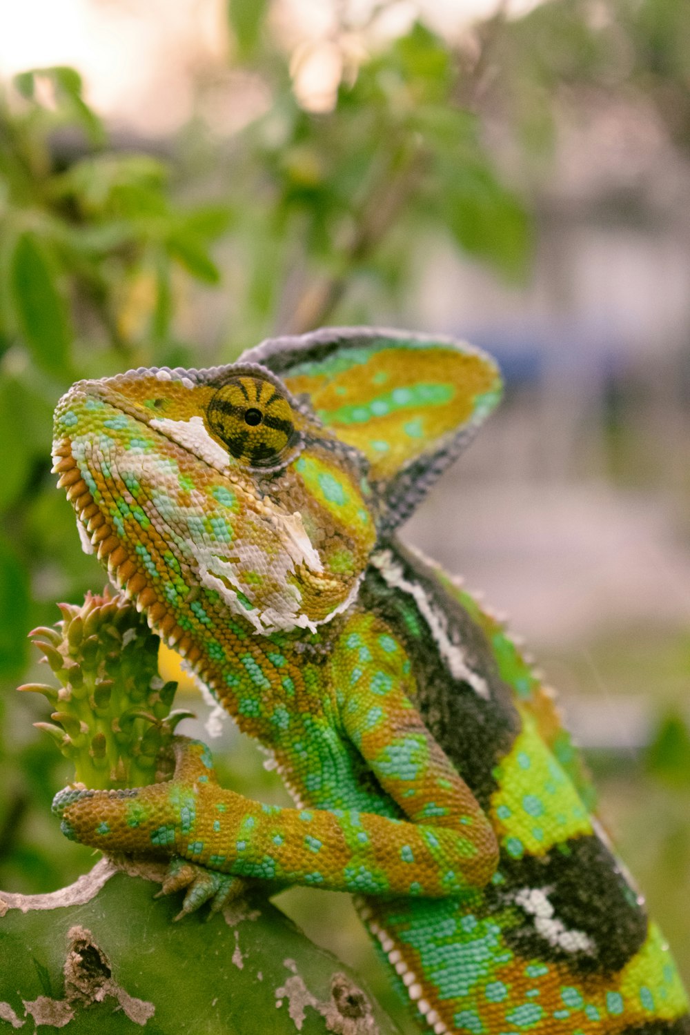 a close up of a lizard on a plant