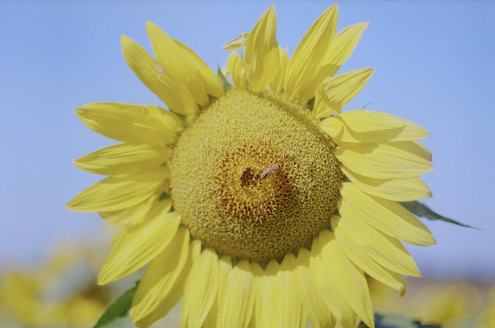 a large sunflower with a bee on it