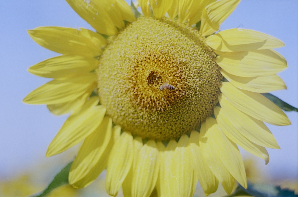 a yellow sunflower with a bee on it