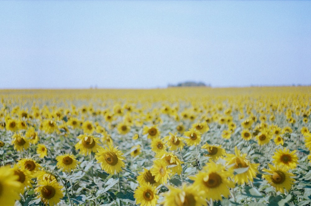 a large field of sunflowers with a blue sky in the background