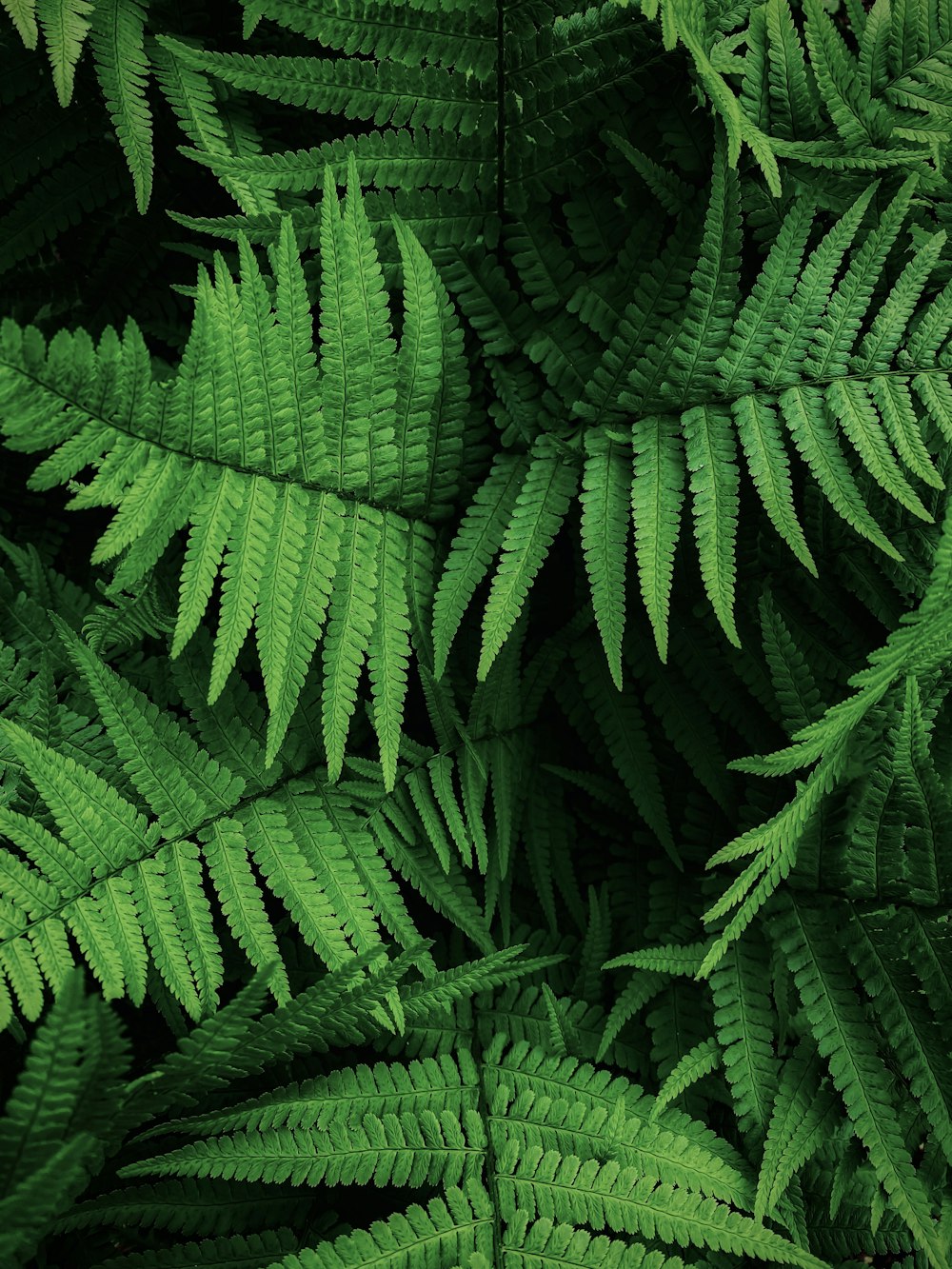 a close up of a green plant with lots of leaves