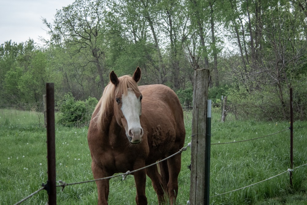 a brown horse standing next to a wooden fence