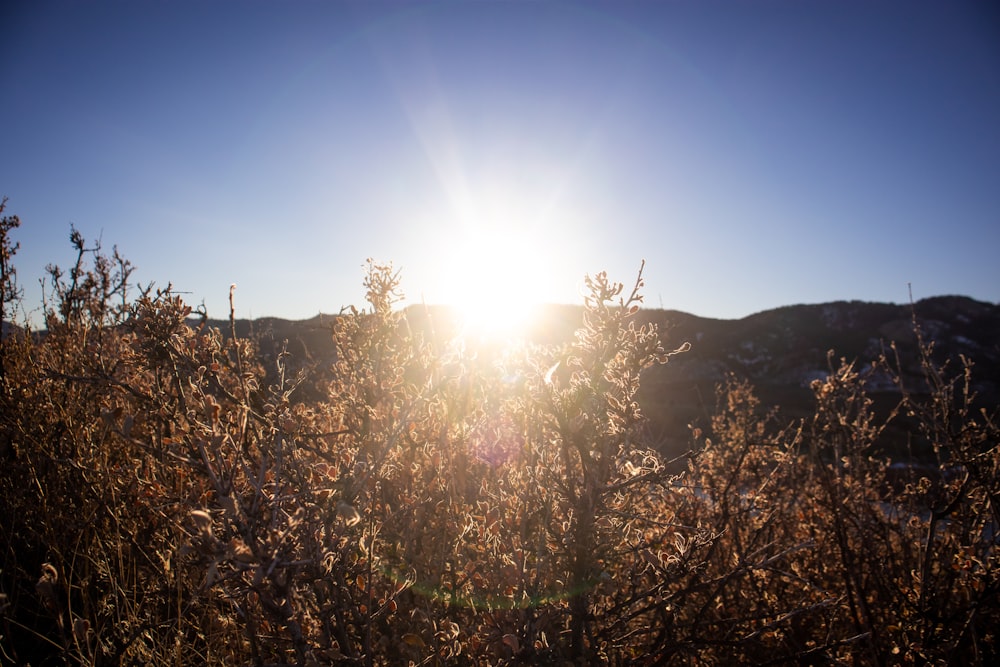 the sun shines brightly through the branches of a bush