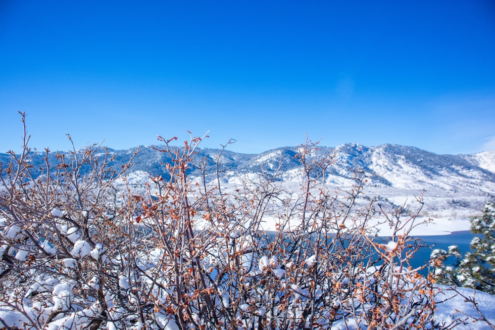 a view of a snowy mountain range with trees in the foreground