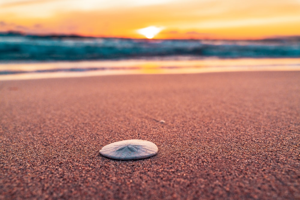 Una concha en una playa con la puesta de sol de fondo