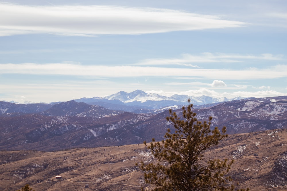 a view of a mountain range with a pine tree in the foreground