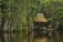 A rustic thatched-roof hut sits on the edge of a calm, reflective body of water. The surrounding dense rainforest is lush and verdant, with a variety of trees and plants. The scene exudes tranquility and isolation, blending harmoniously with nature.