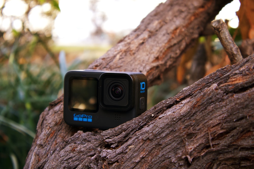 a camera sitting on top of a tree branch